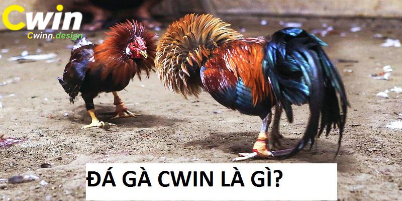 Đá Gà tại Cwin được đón nhận bởi nhiều kê thủ